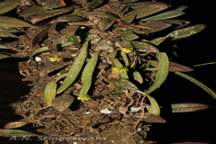 Thelasis pygmaea